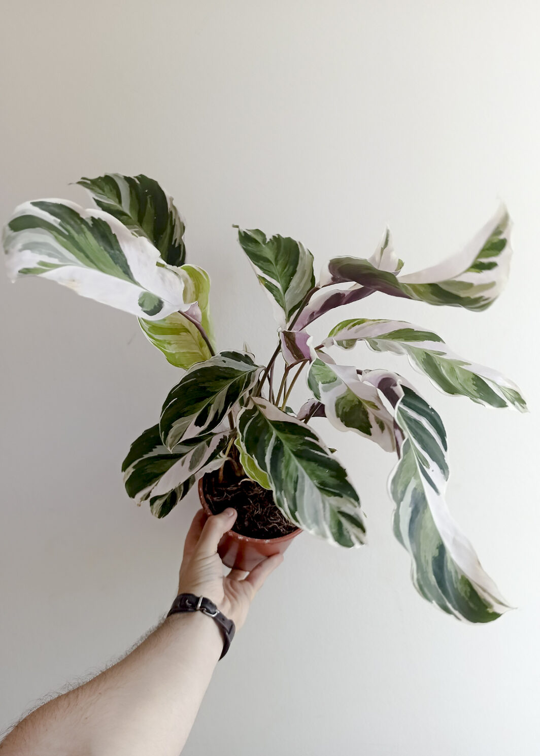 Calathea white fusion