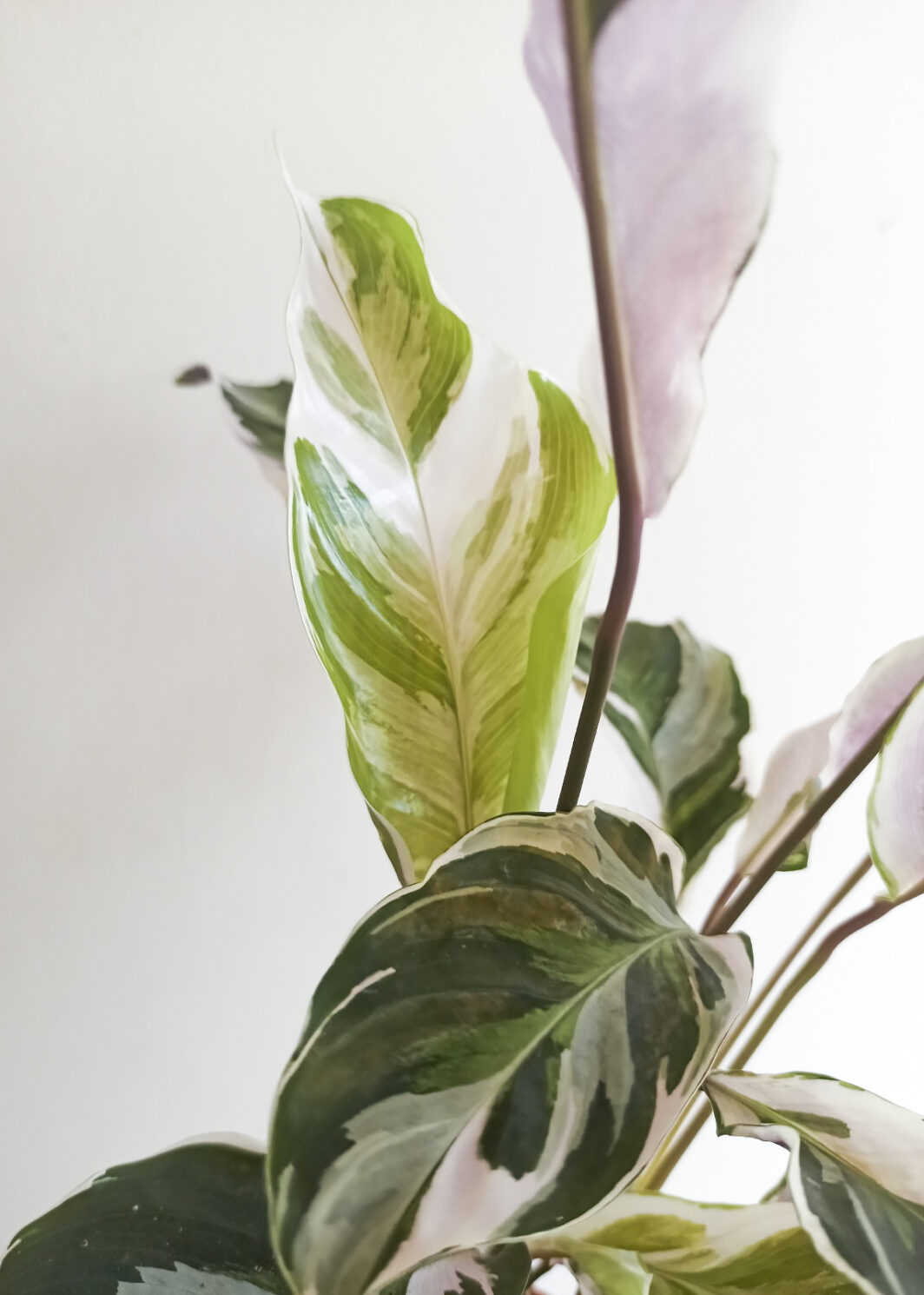 Calathea white fusion