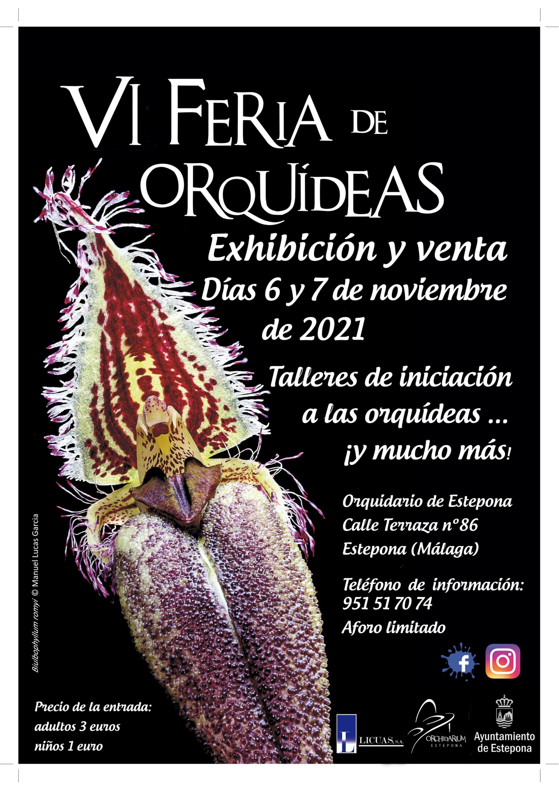 begonias y más VI Feria de Orquídeas en Orchidarium Estepona 2021 6 VI Feria de orquídeas