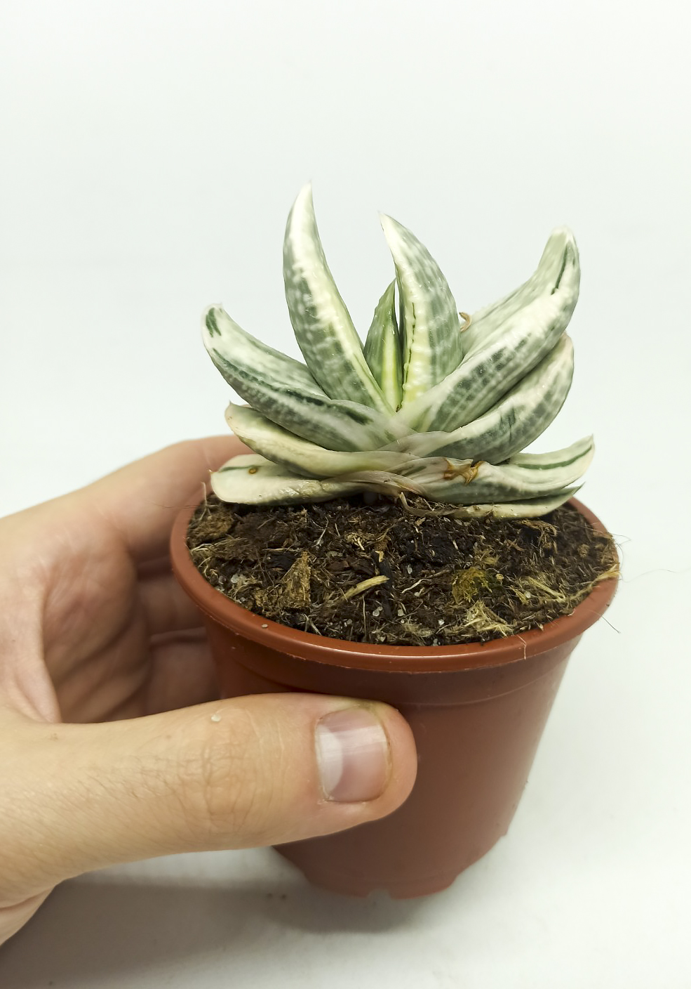 Gasteria sakura fuji