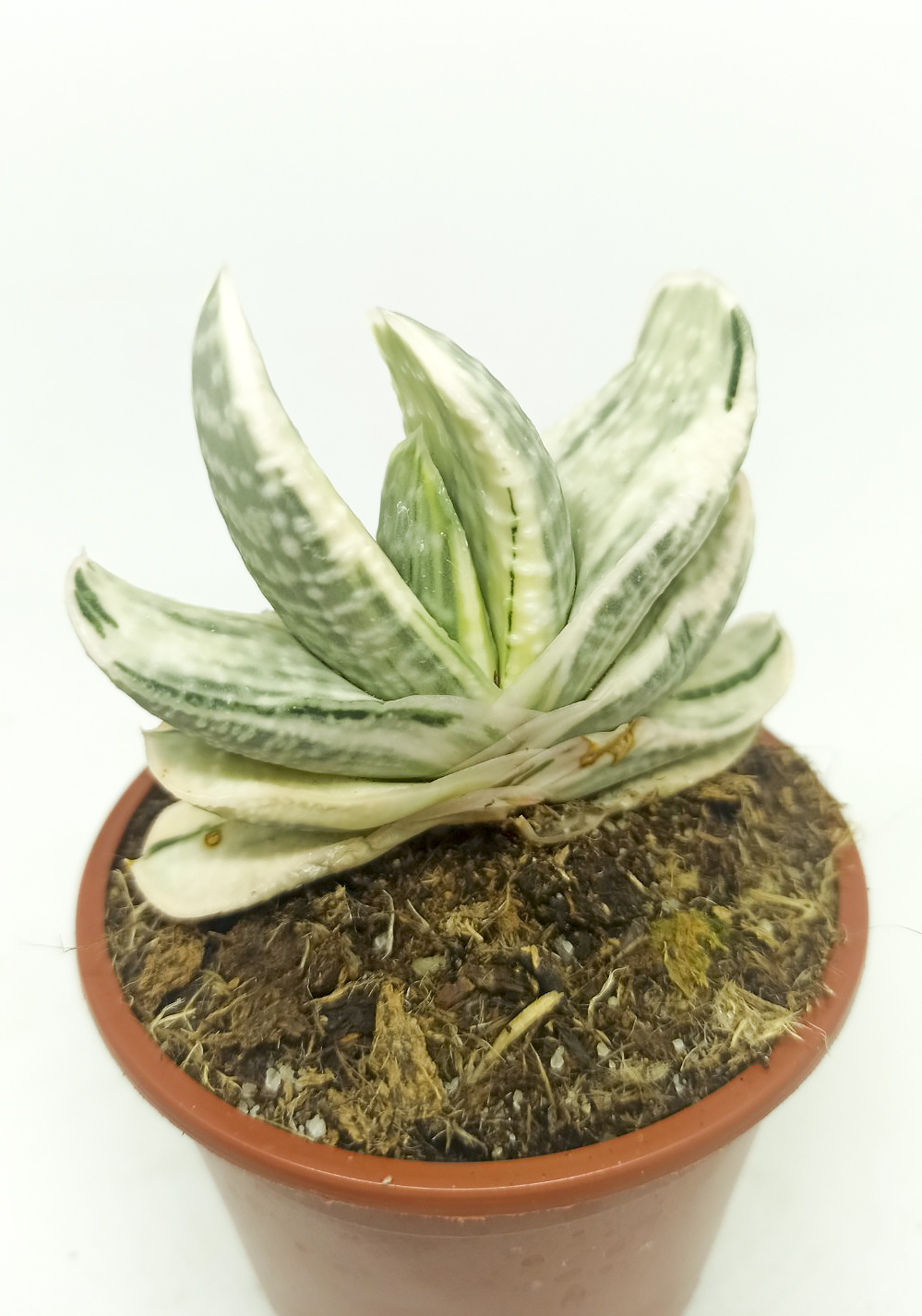 Gasteria sakura fuji