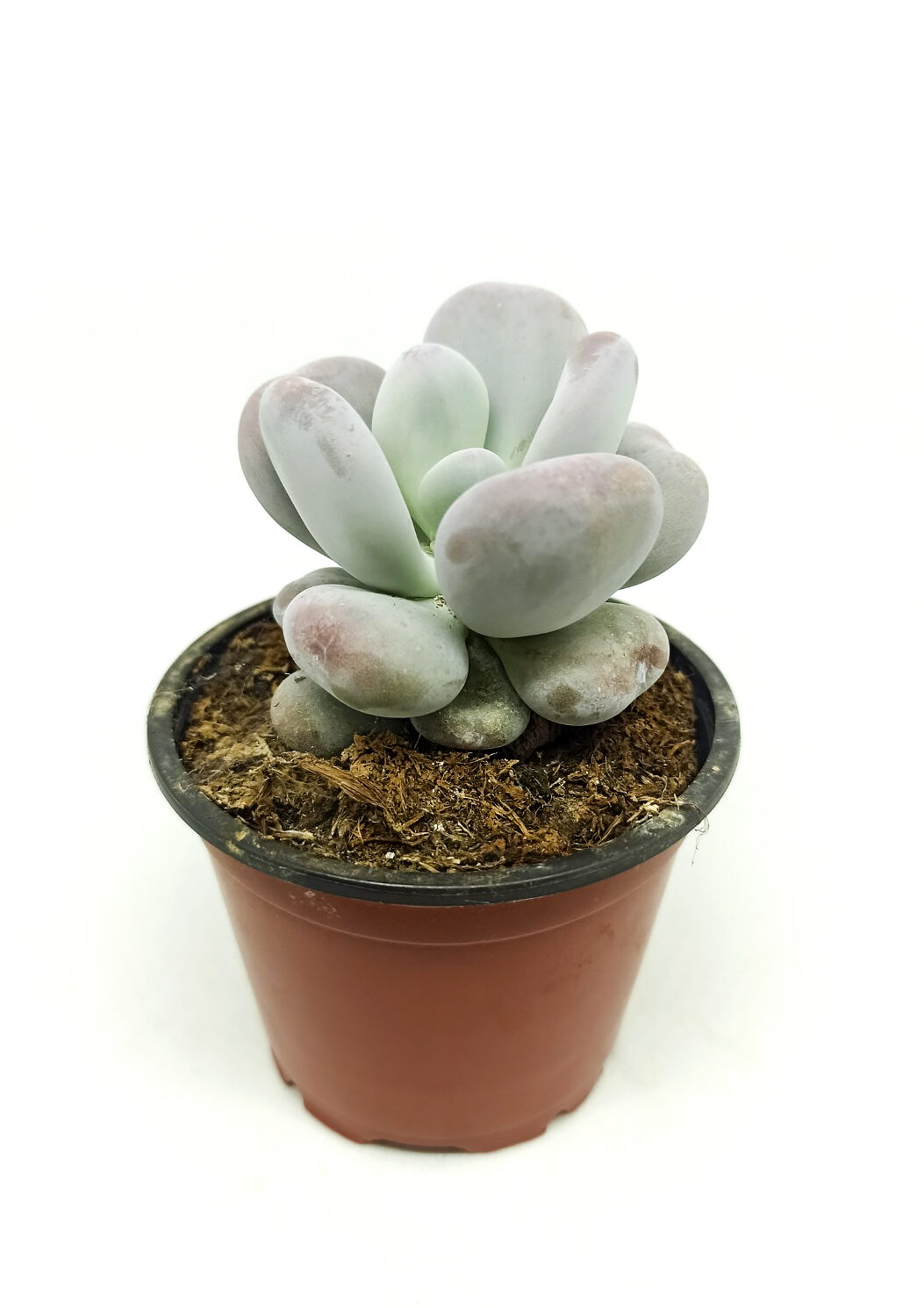 Pachyphytum oviferum