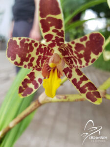 begonias y más VI Feria de Orquídeas en Orchidarium Estepona 2021 2 Orchidarium estepona