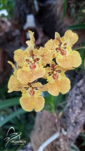 begonias y más VI Feria de Orquídeas en Orchidarium Estepona 2021 3 Orchidarium estepona