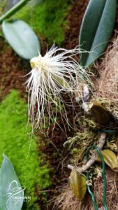 begonias y más VI Feria de Orquídeas en Orchidarium Estepona 2021 4 Orchidarium estepona