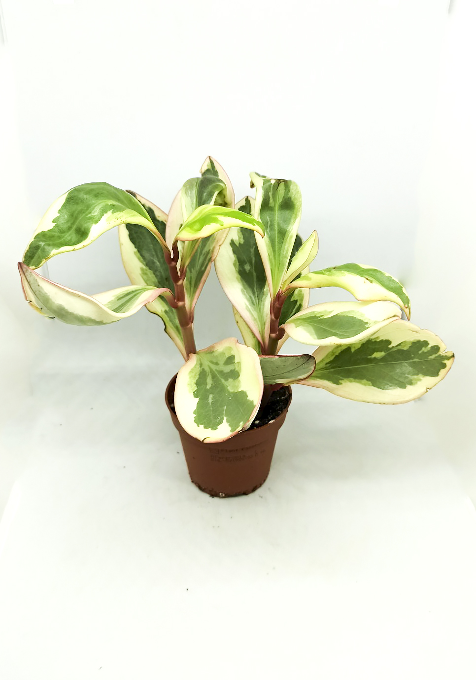 peperomia clusiifolia variegata