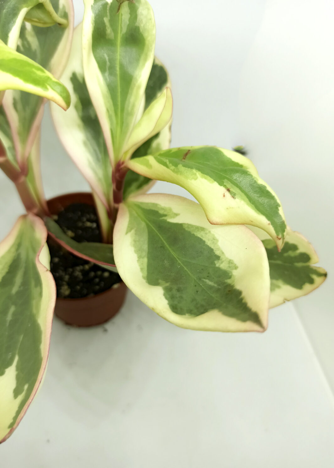 peperomia clusiifolia variegata