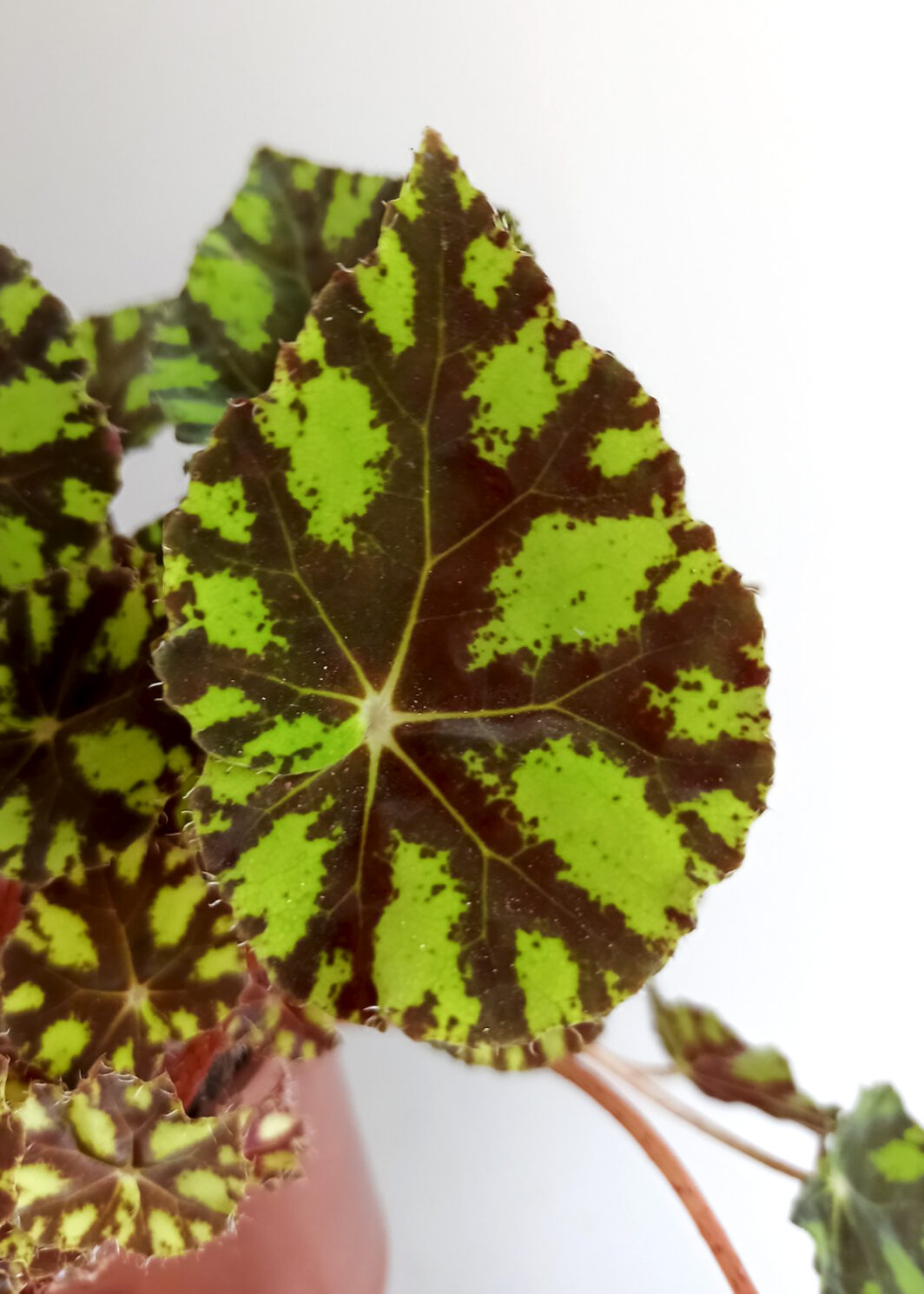 Begonia bowerae tiger