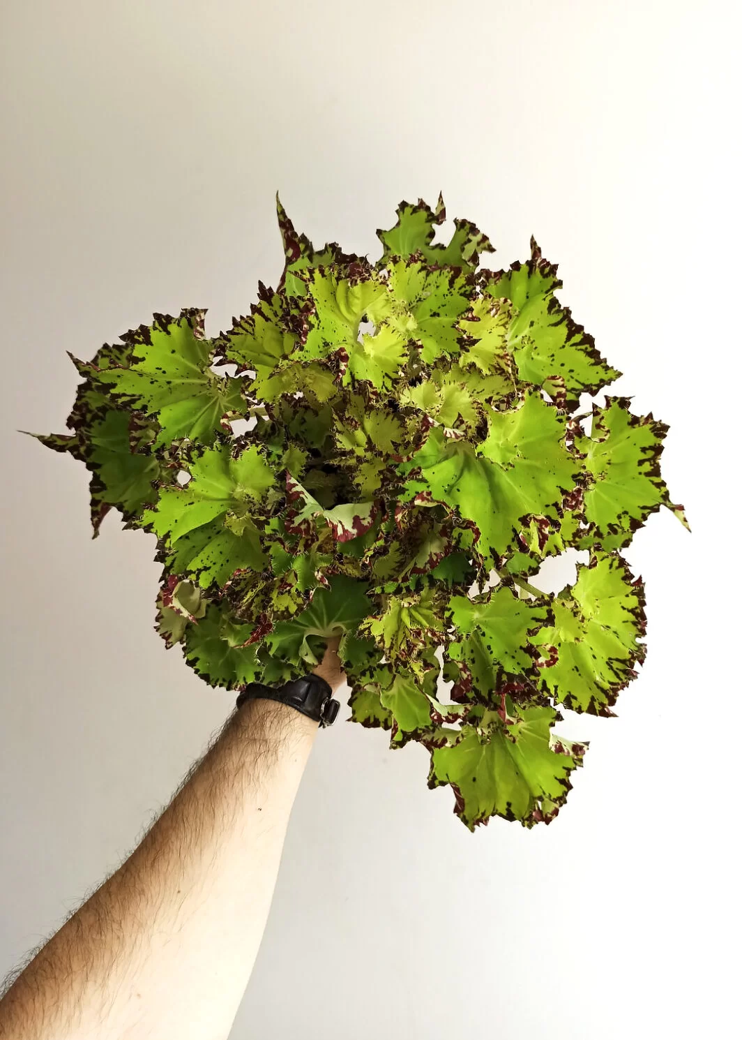 Begonia rex jive