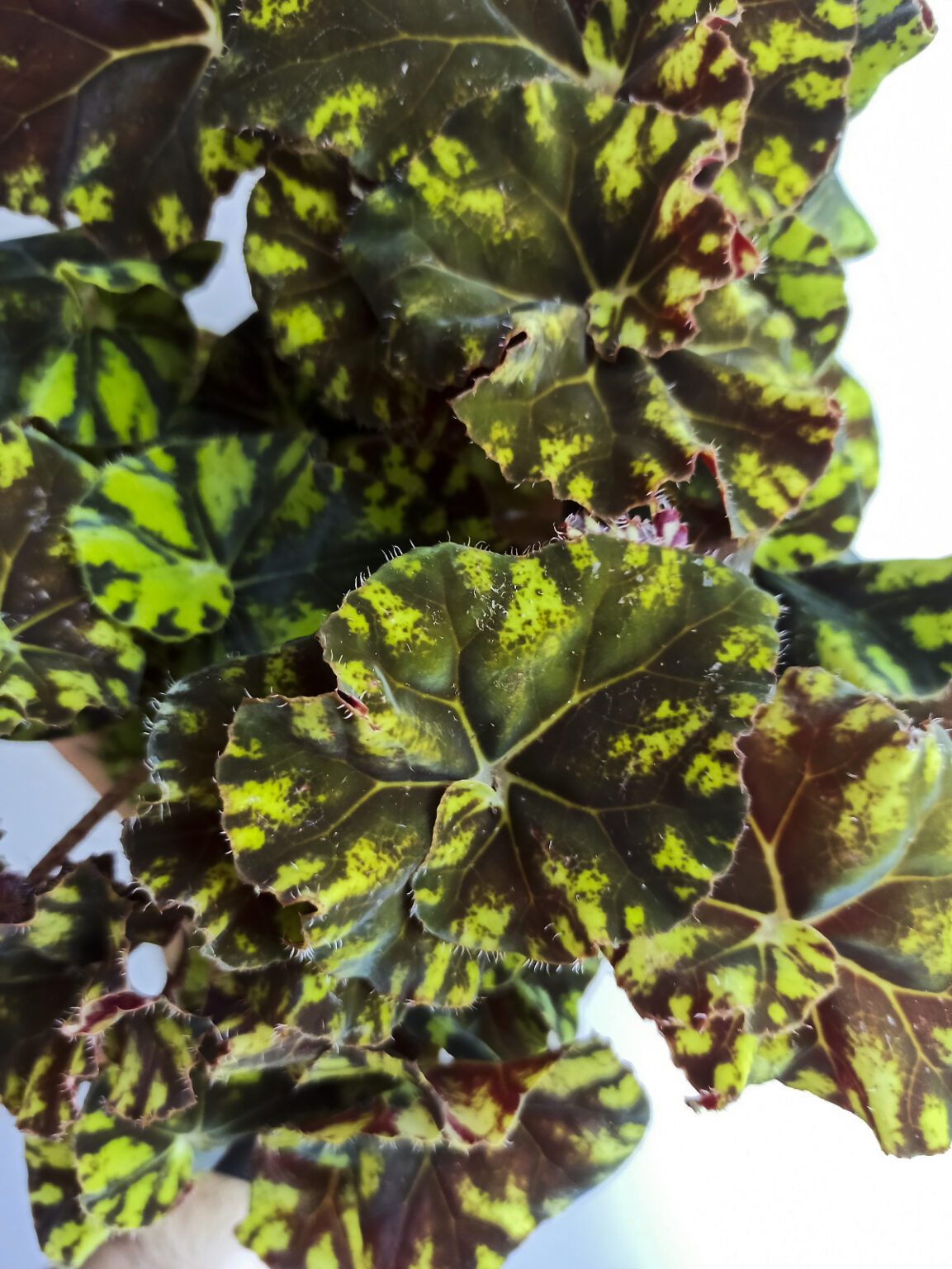 Begonia rex zumba