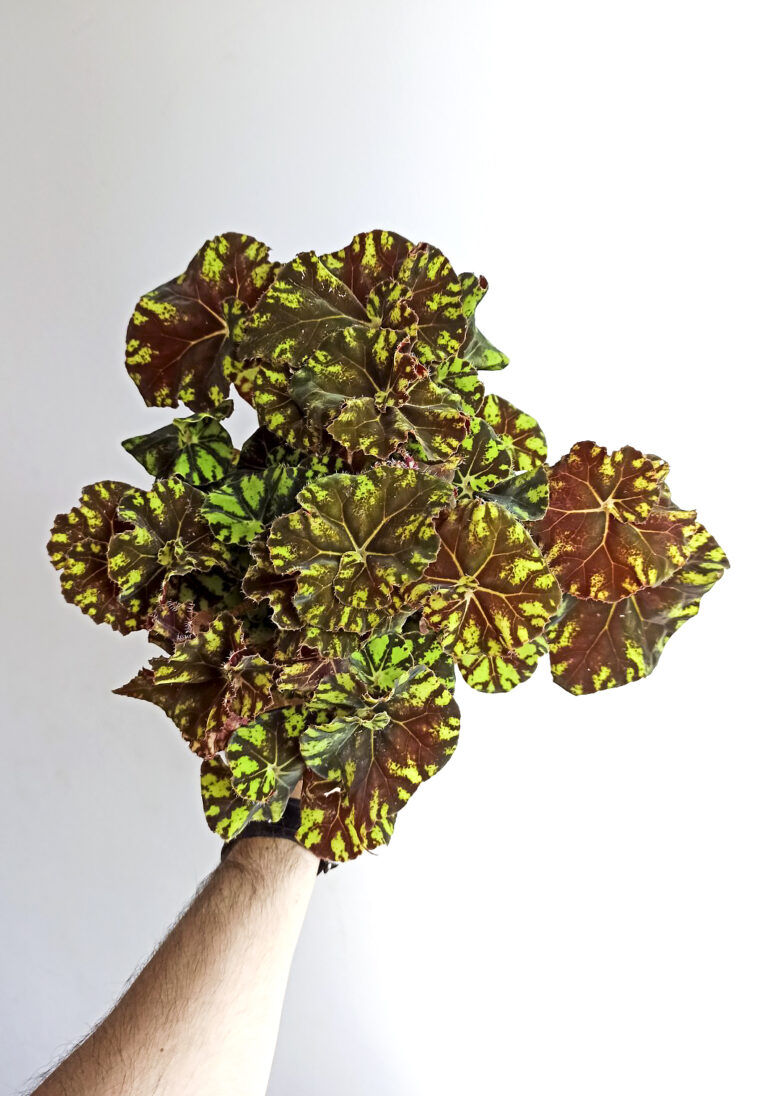 Begonia rex zumba