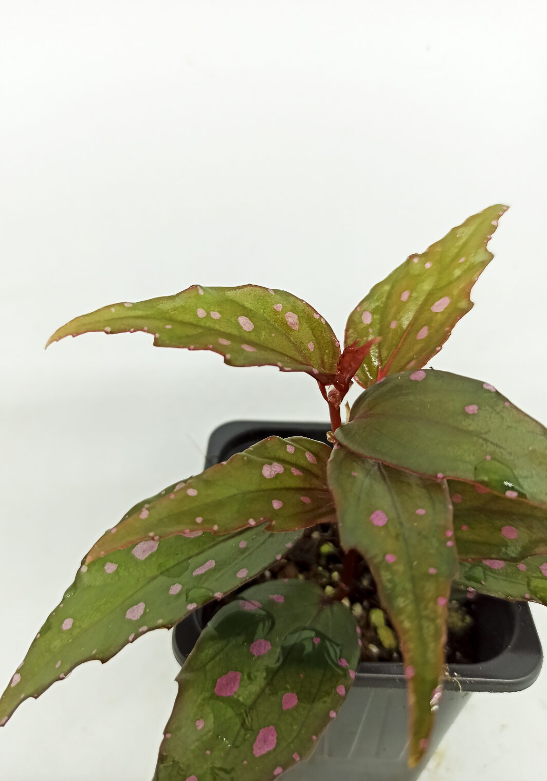 Begonia sp. menukung