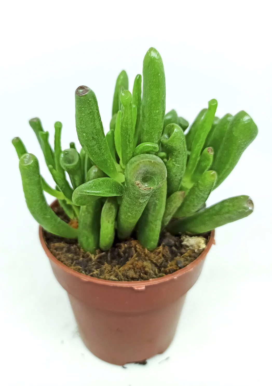 Kalanchoe thyrsiflora monstrous "ear of shrek"