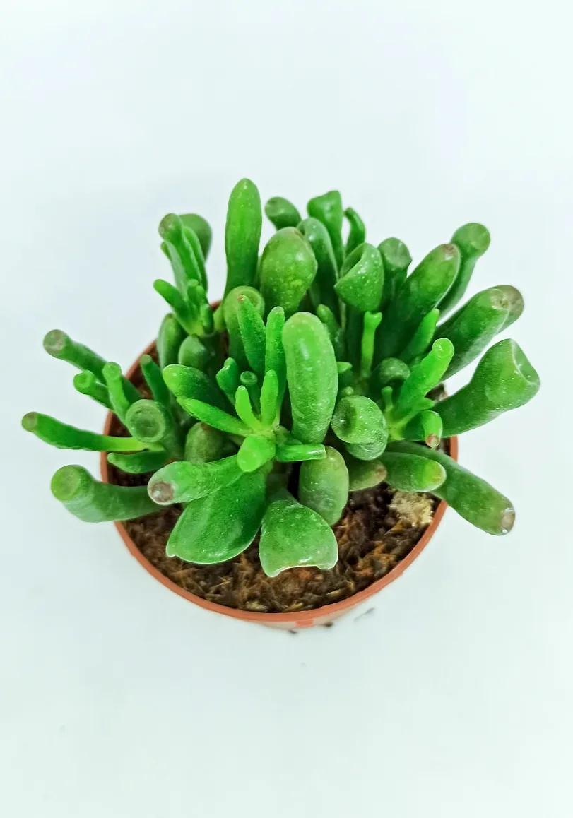 Kalanchoe thyrsiflora monstrous "ear of shrek"