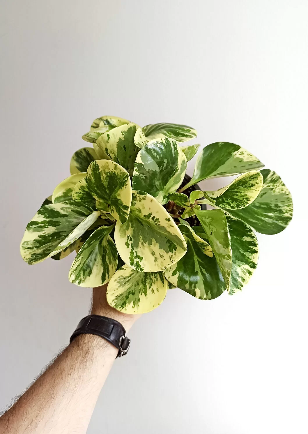 Peperomia obtusifolia "Golden Gate"