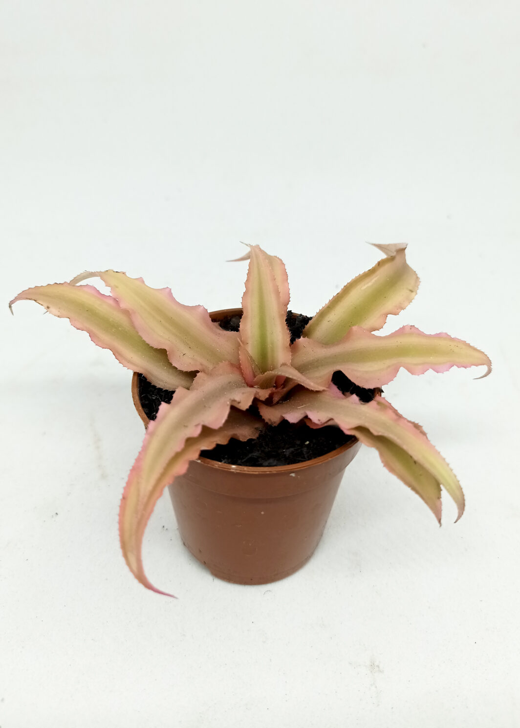 Cryptanthus bivittatus pink starlite