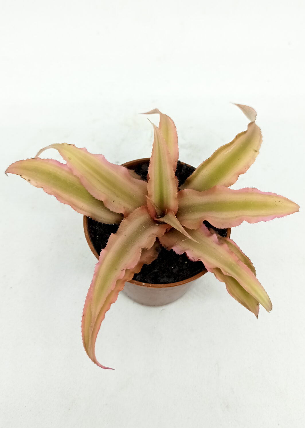 Cryptanthus bivittatus pink starlite