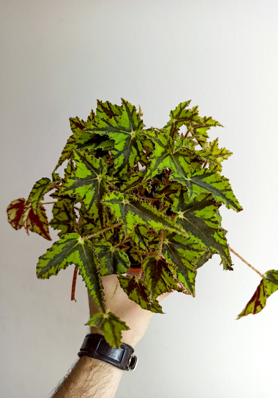Begonia bowerae butterfly