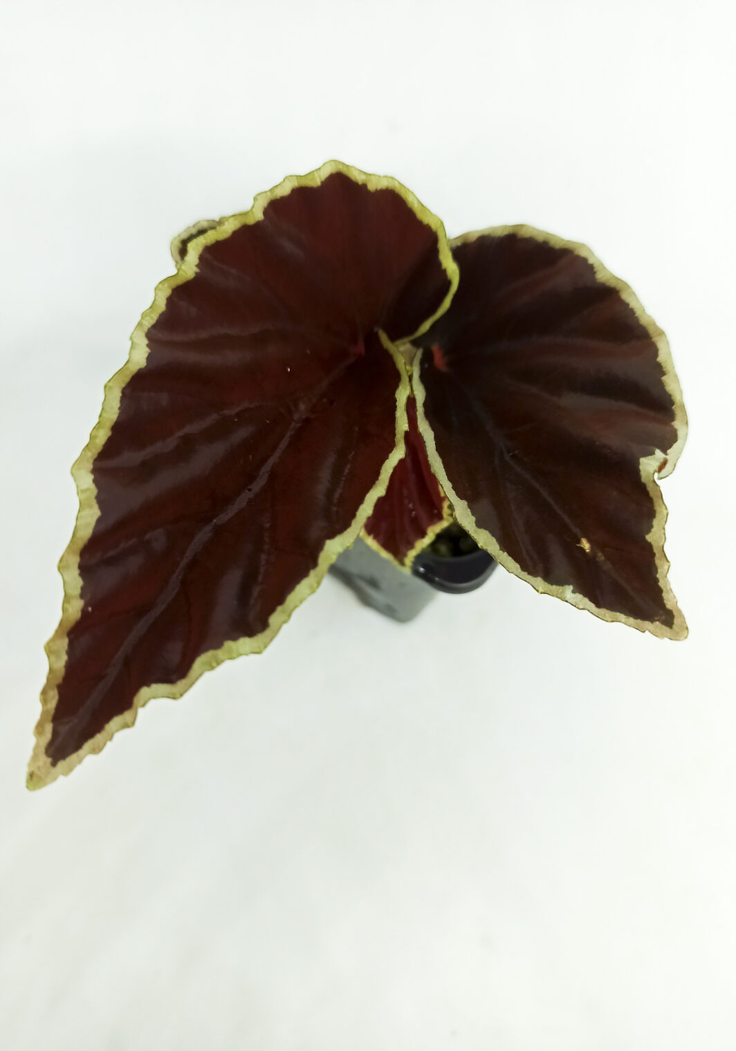 Begonia darthvaderiana (Begonia Darth Vader)