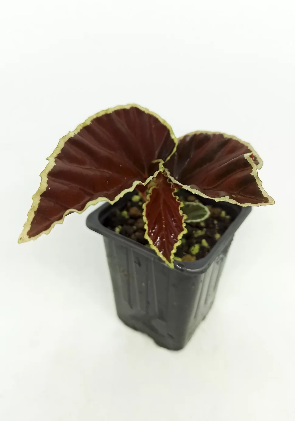 Begonia darthvaderiana (Begonia Darth Vader)