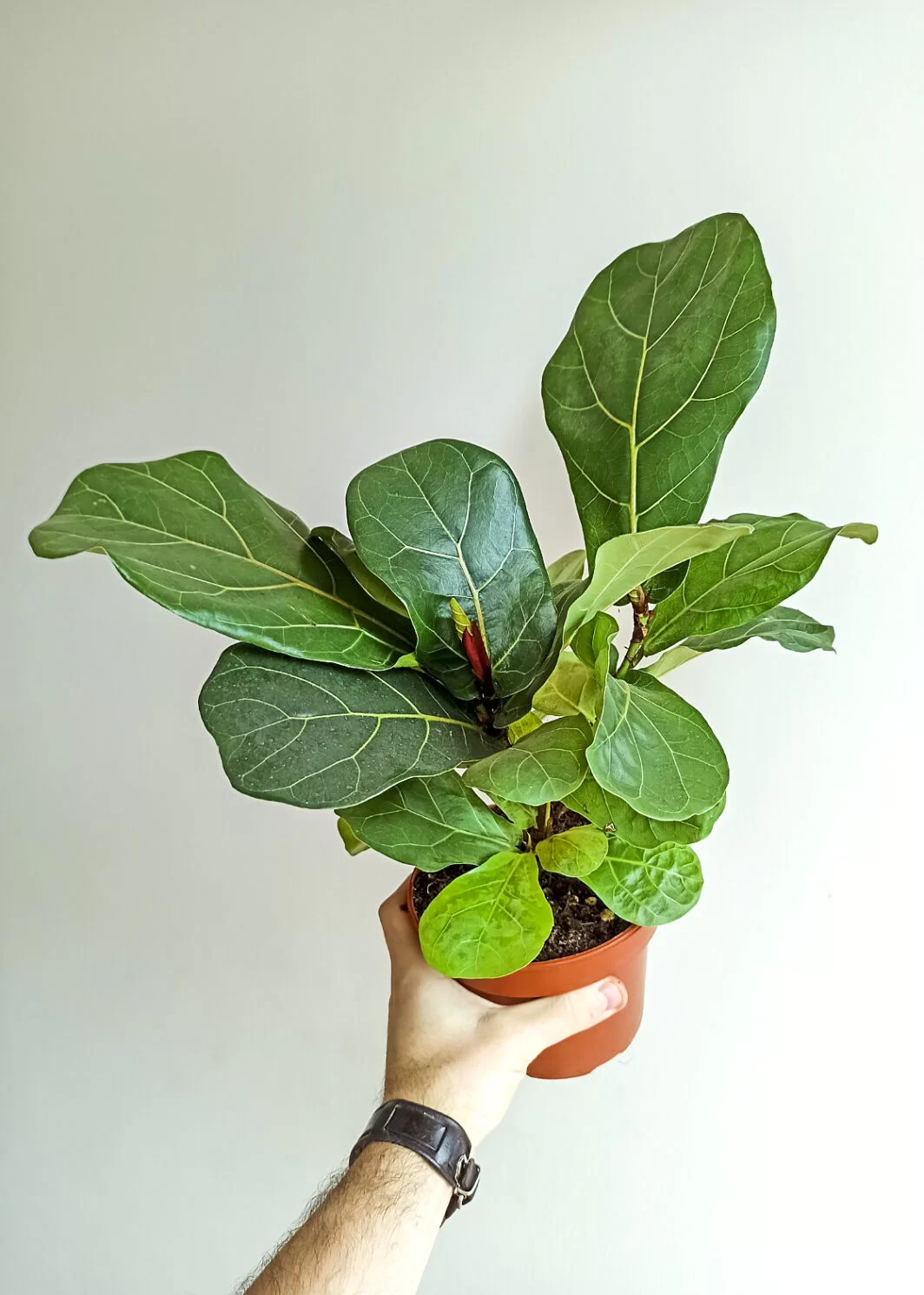 Ficus lyrata