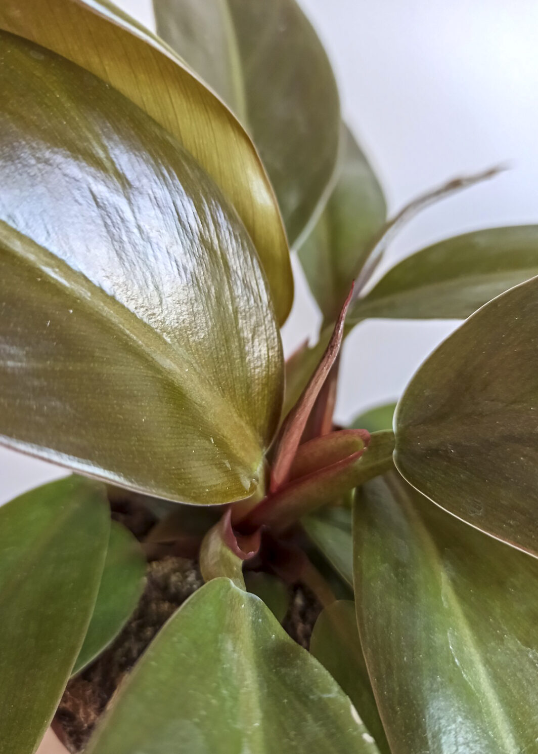 Philodendron Impérial Rouge