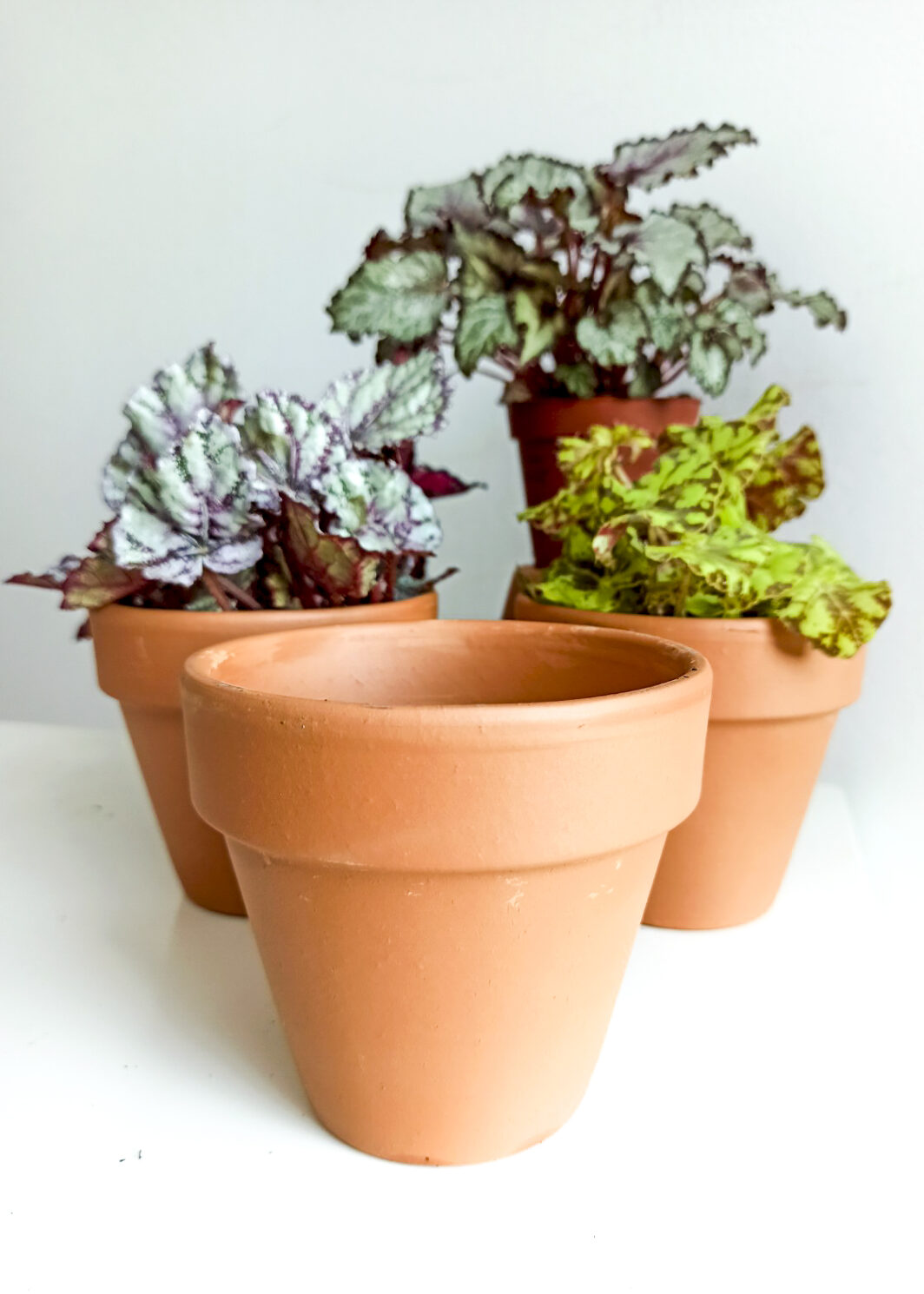 starter pack begonia rex