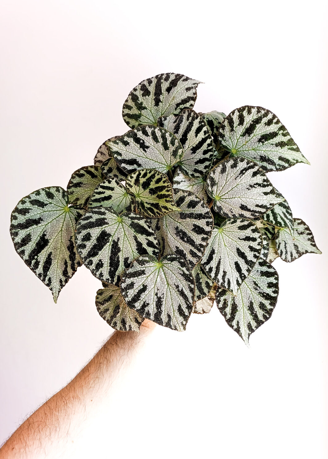 Begonia imperialis silver jewel XL