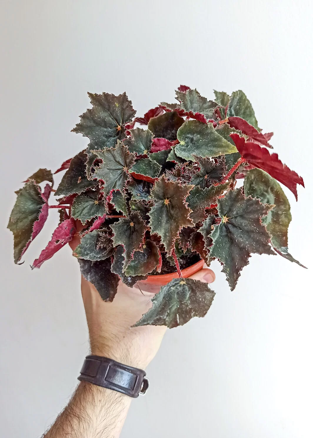 Begonia black coffee