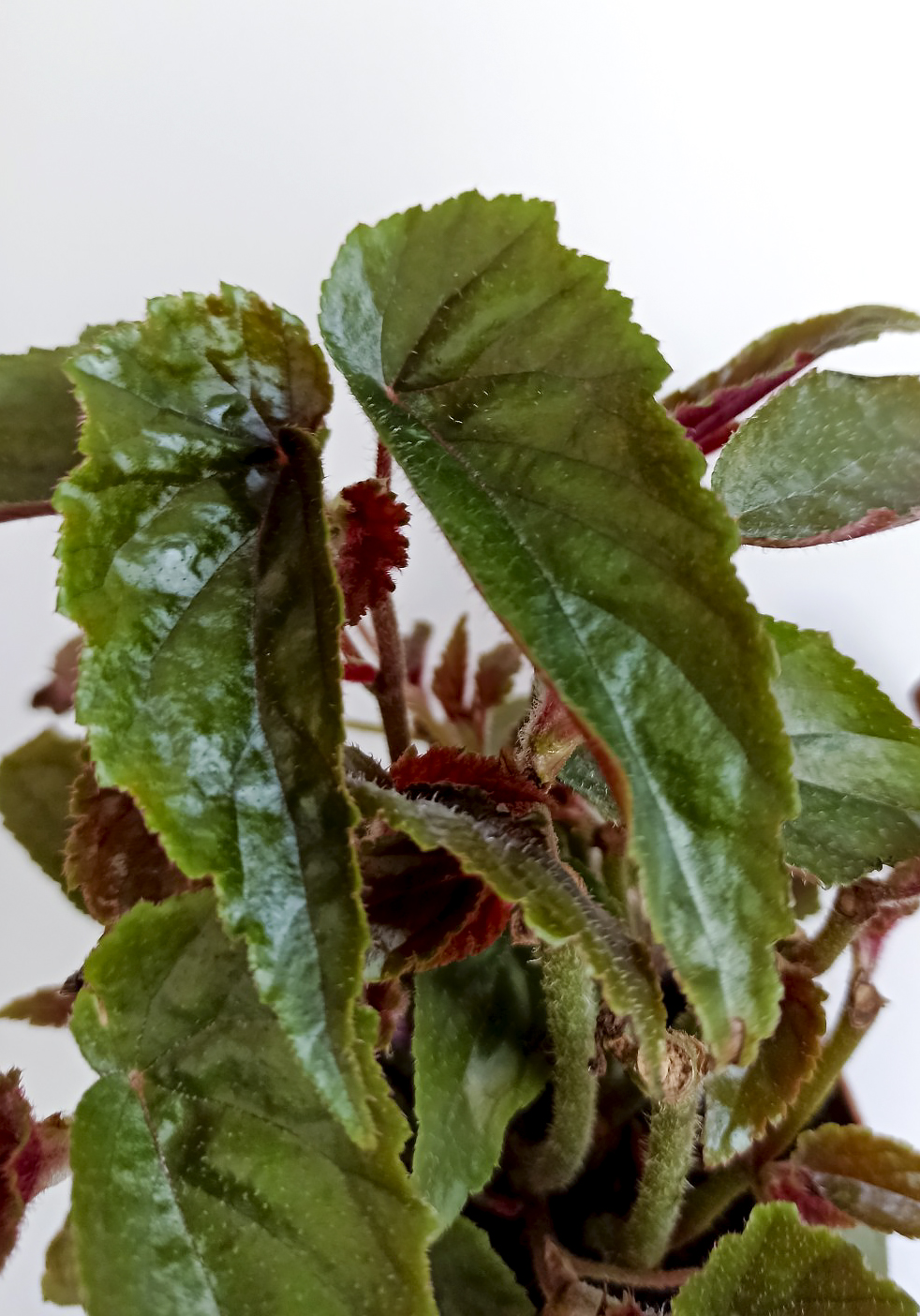 Begonia ginny