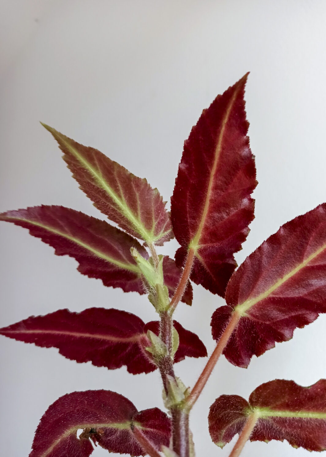 Begonia Magdalene Madsen