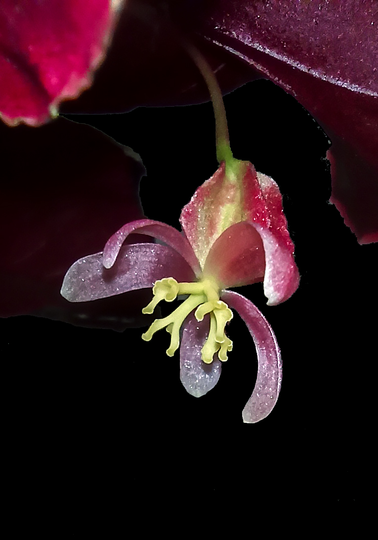 Flor femenina Begonia darthvaderiana