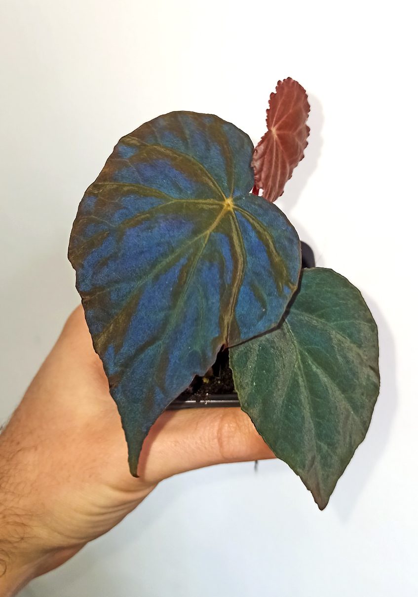 Begonia pavonina dark form