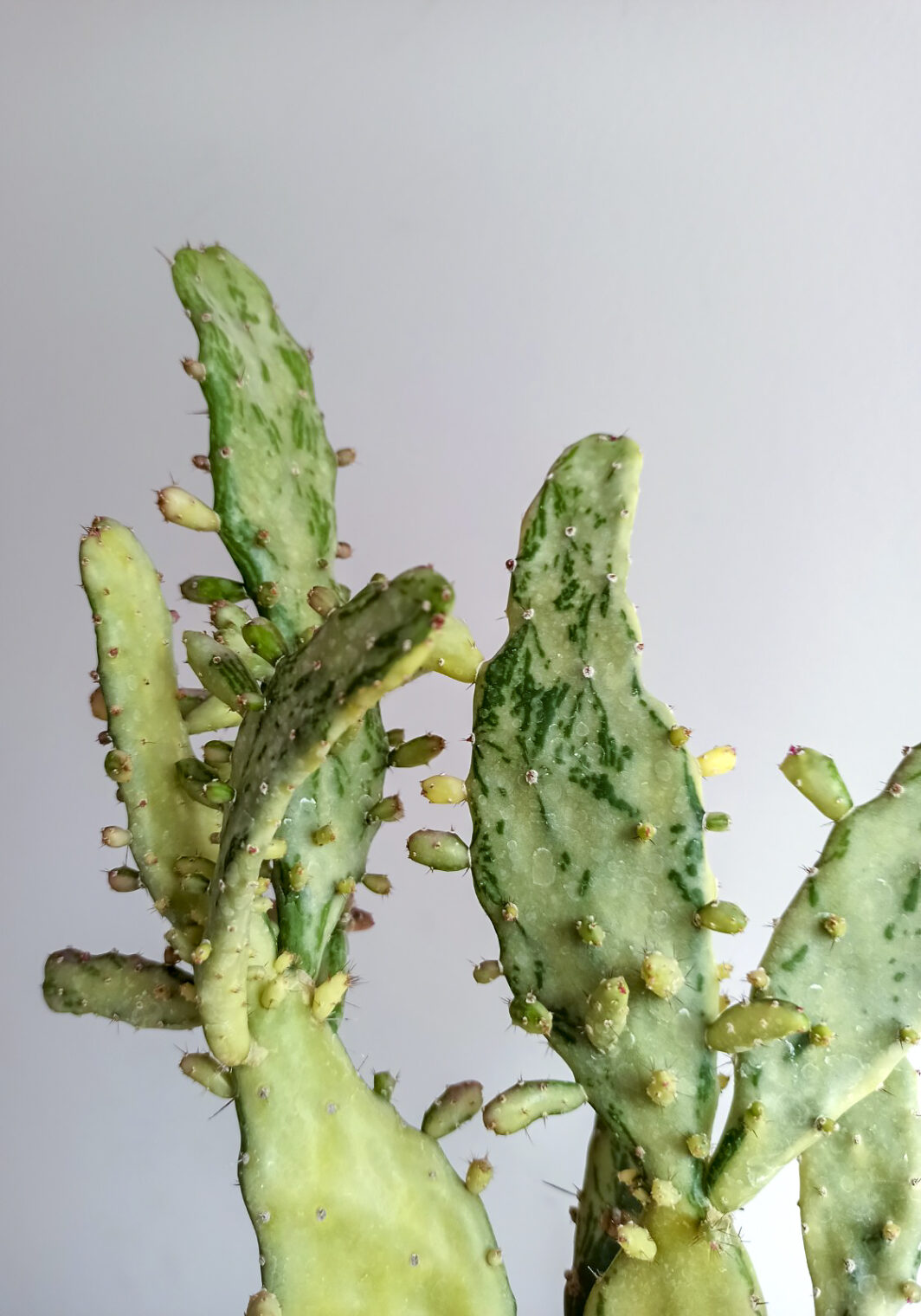 Opuntia variegata