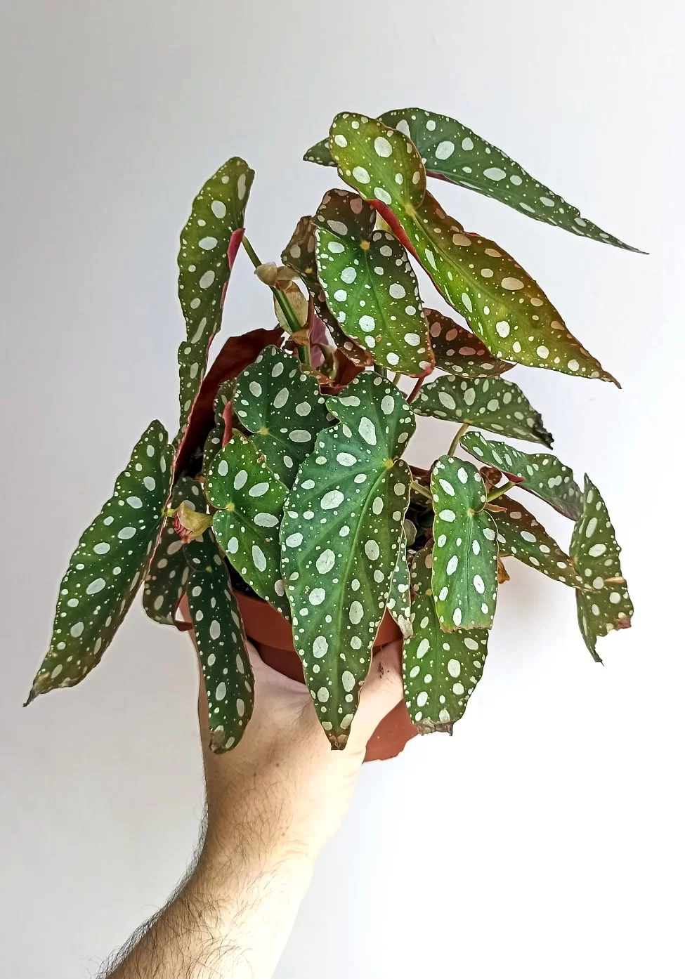 Begonia maculata