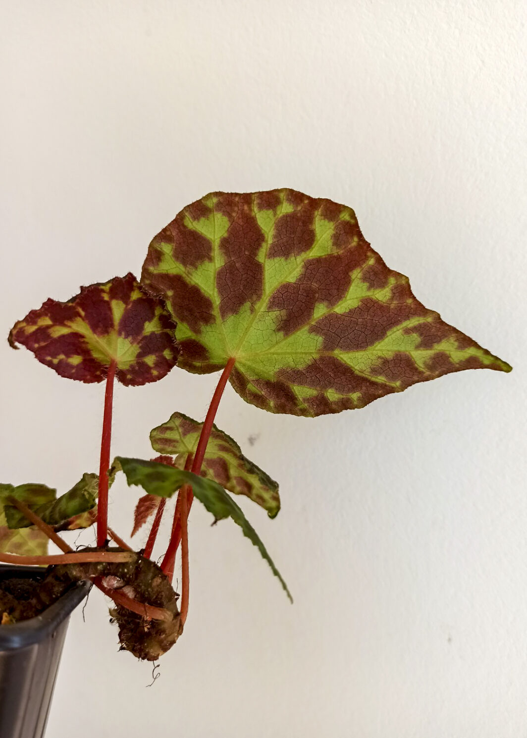 Begonia luzhaiensis