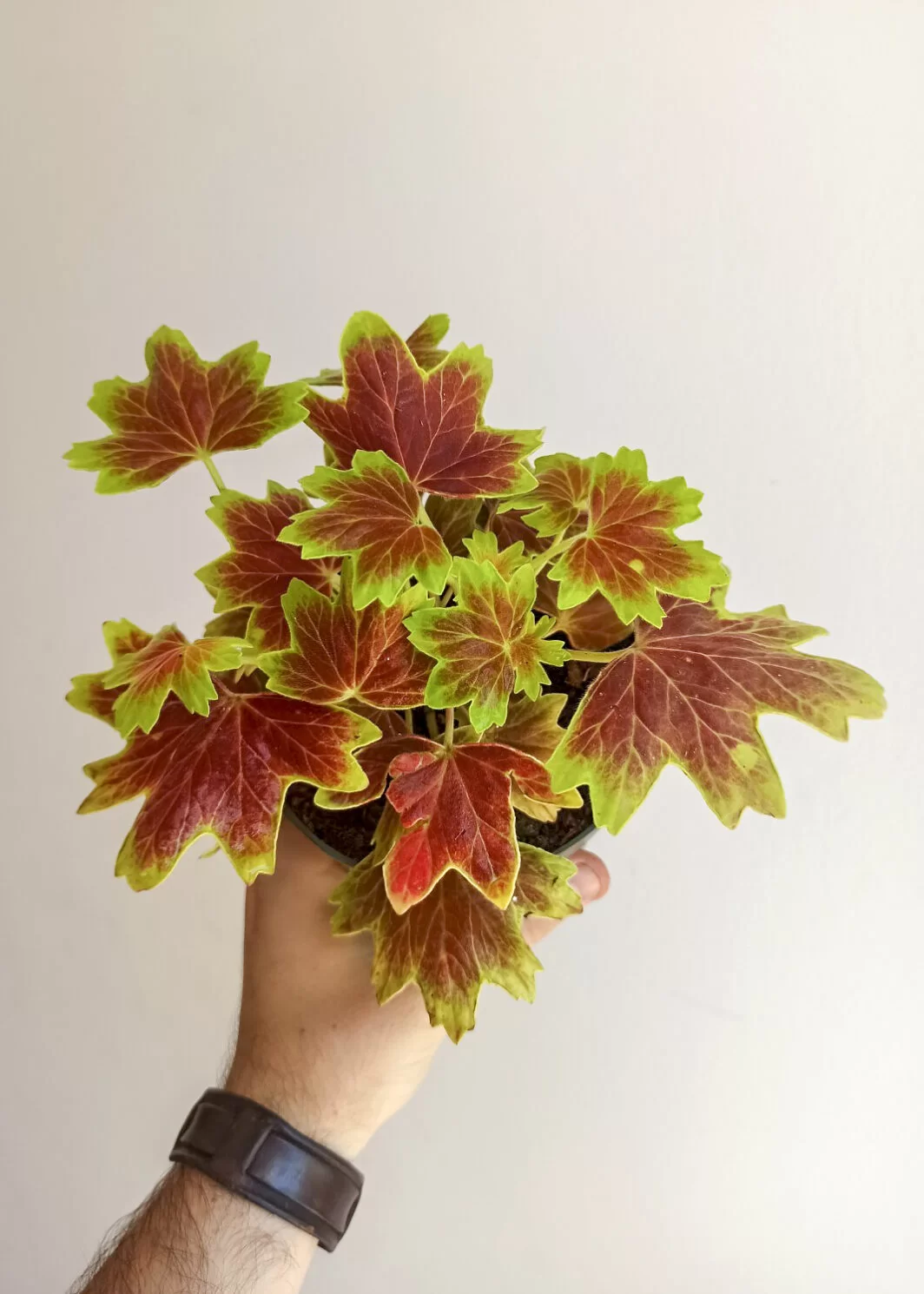 Pelargonium vancouver cenntenial