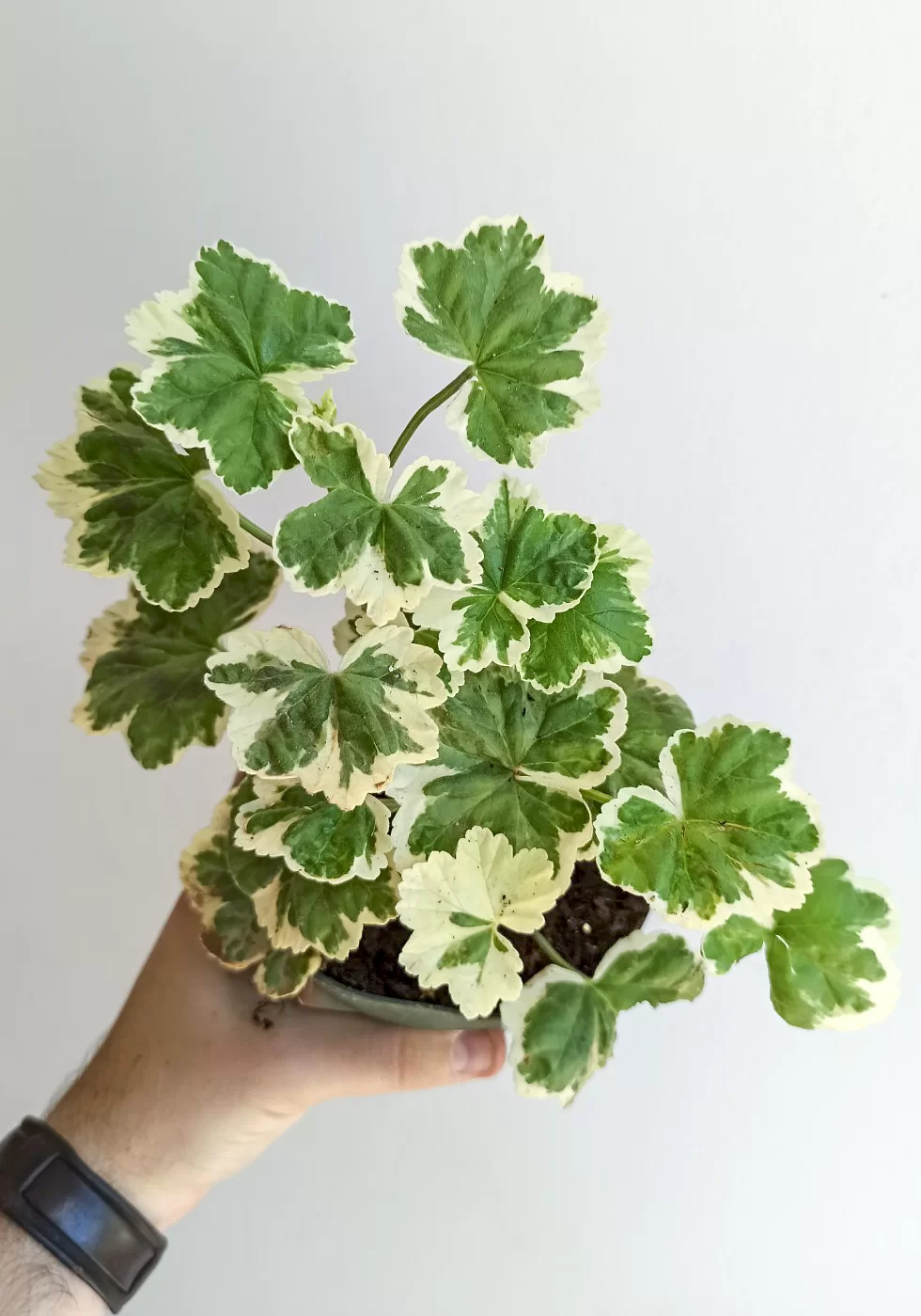 Pelargonium Wilhelm Langguth