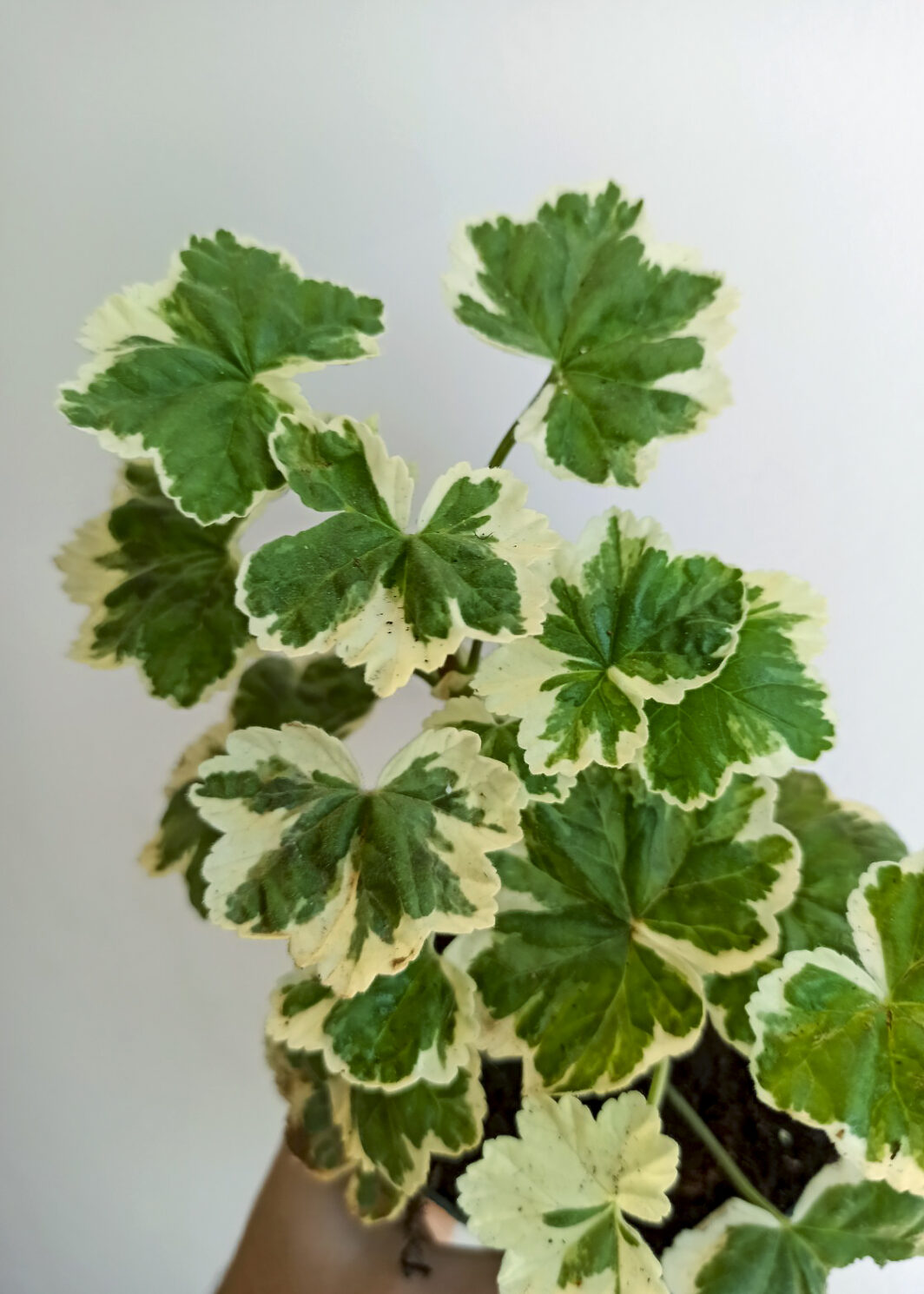 Pelargonium Wilhelm Langguth