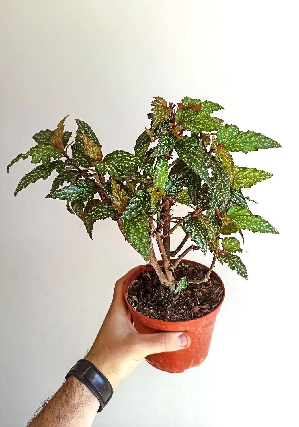 Begonia medora