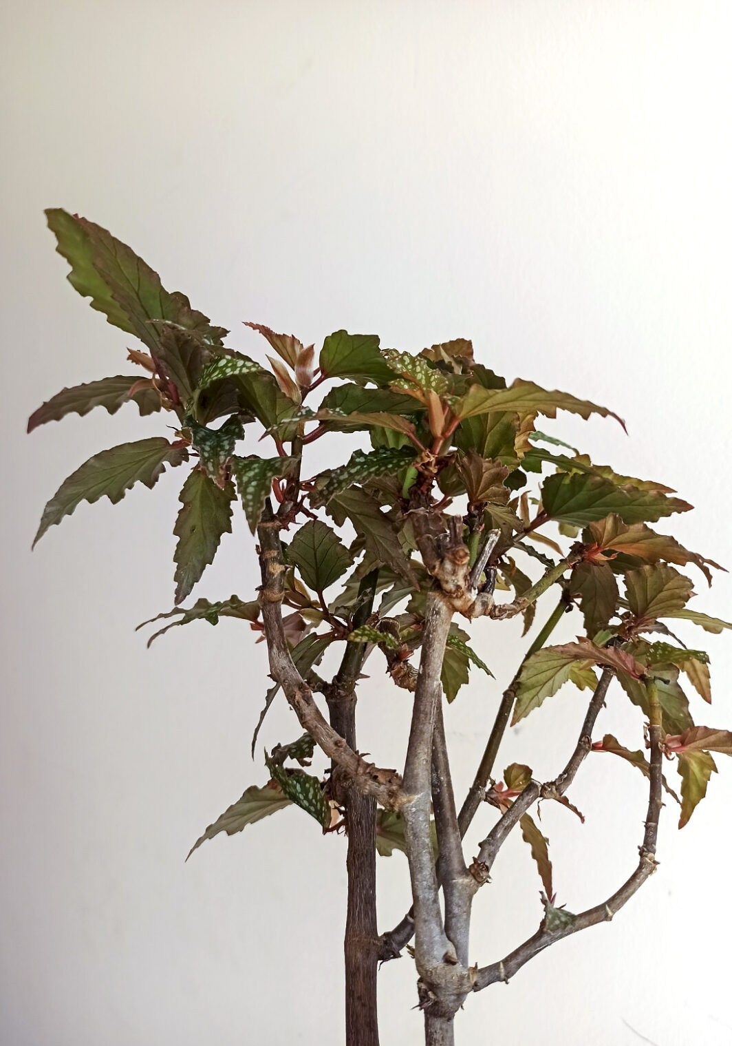 Begonia medora