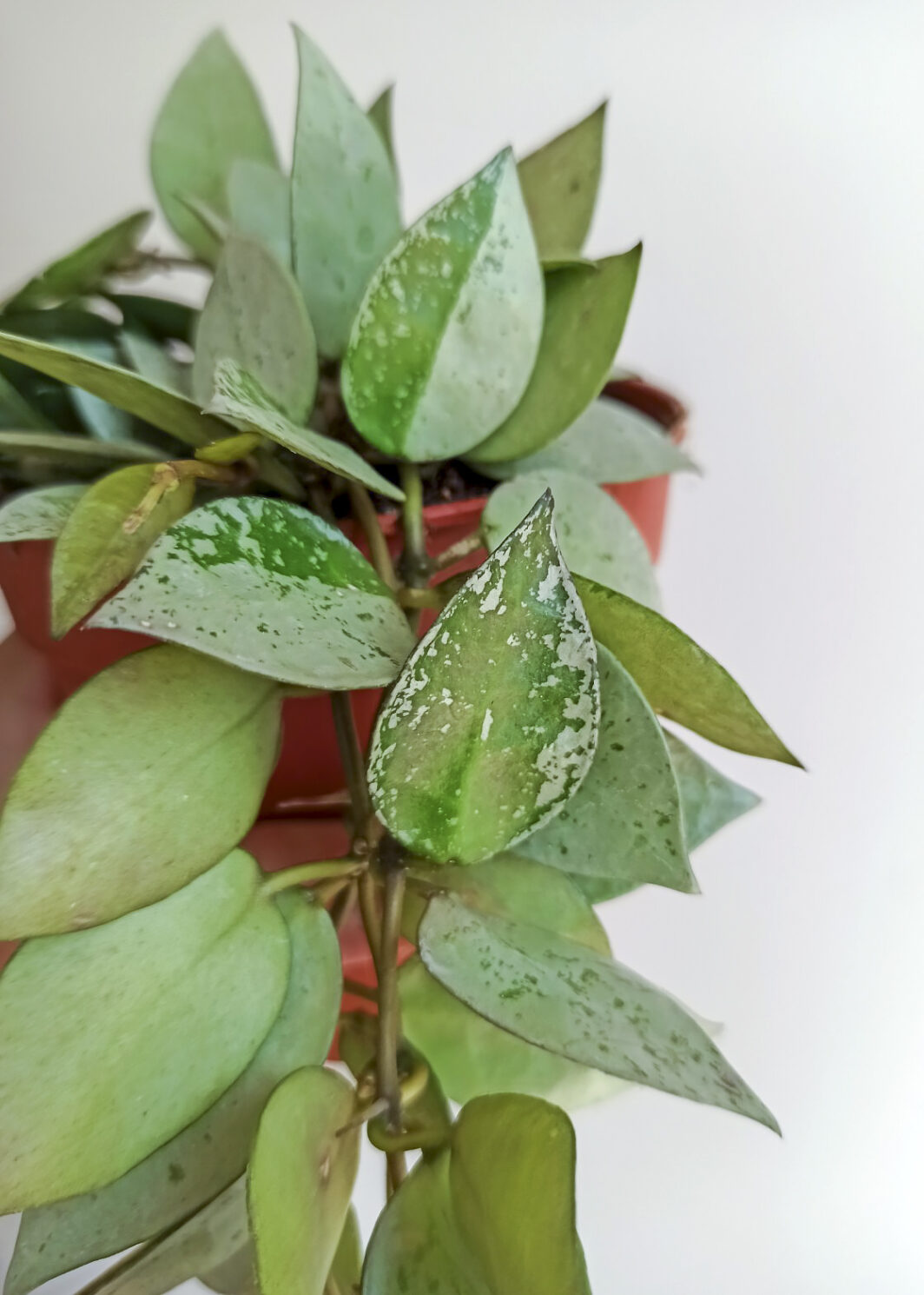 Hoya lacunosa cv. silver