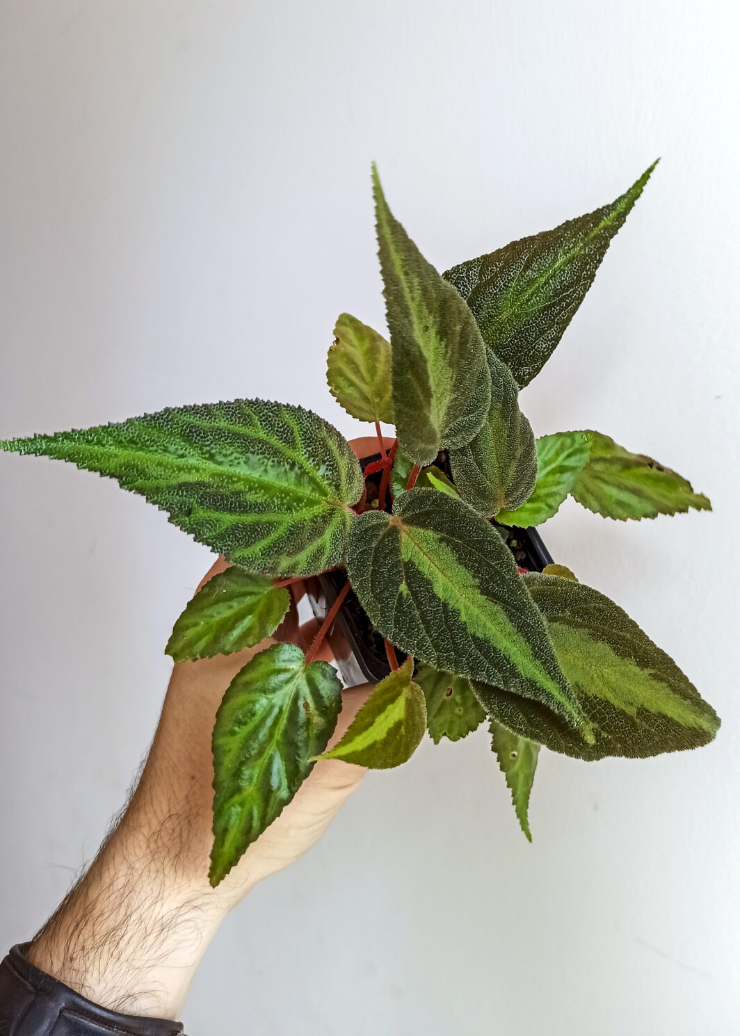 Begonia imperialis silver band