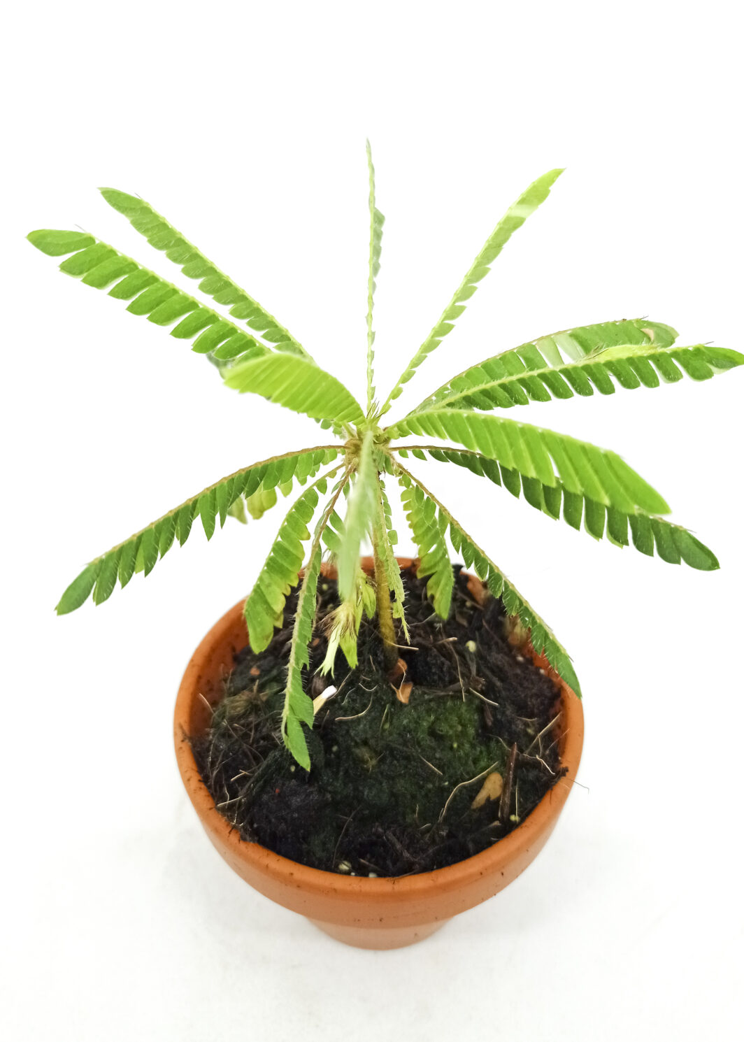 Biophytum sensitivum