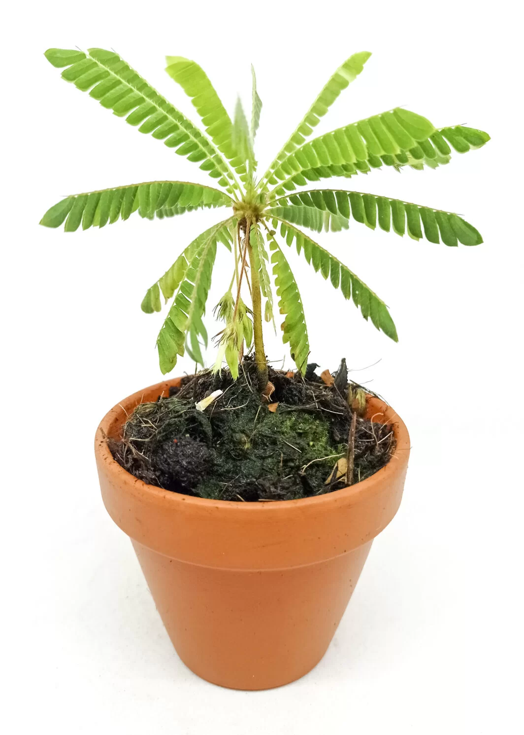 Biophytum sensitivum