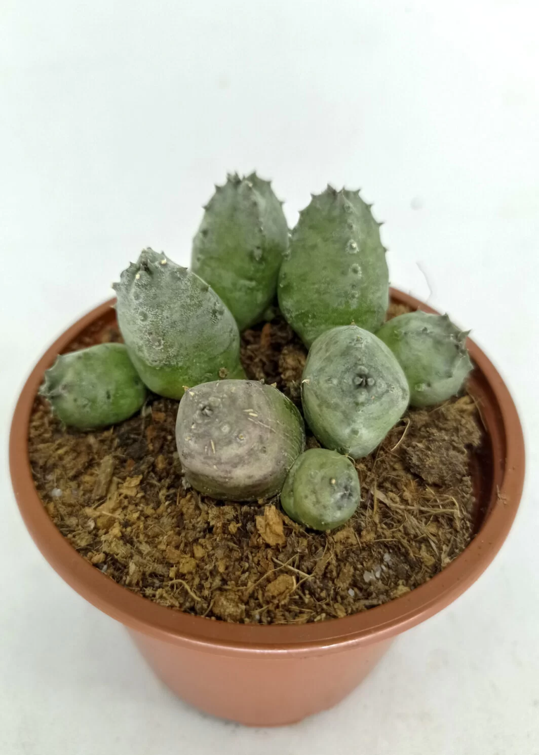 Huernia piersii