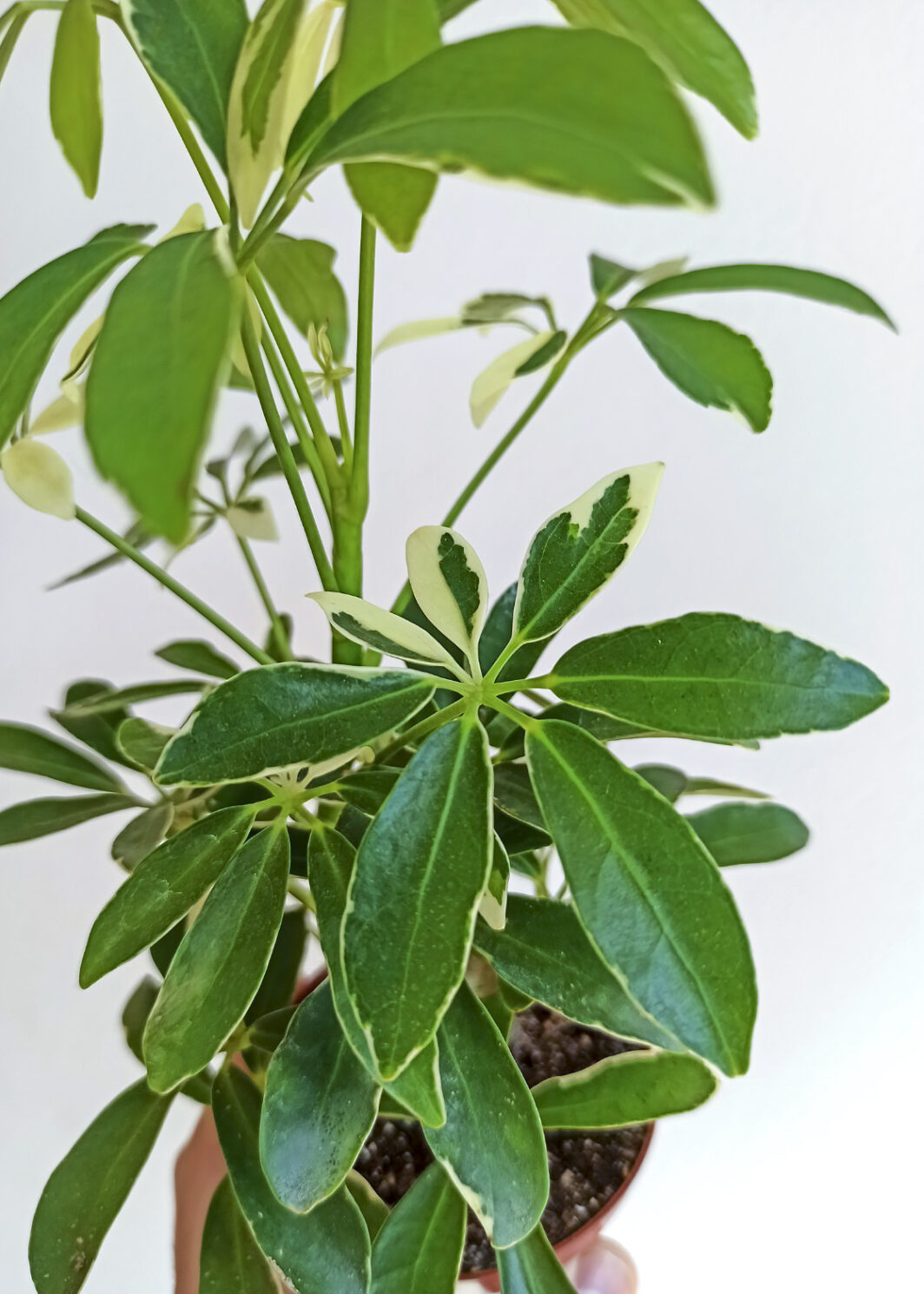 Schefflera arboricola variegata