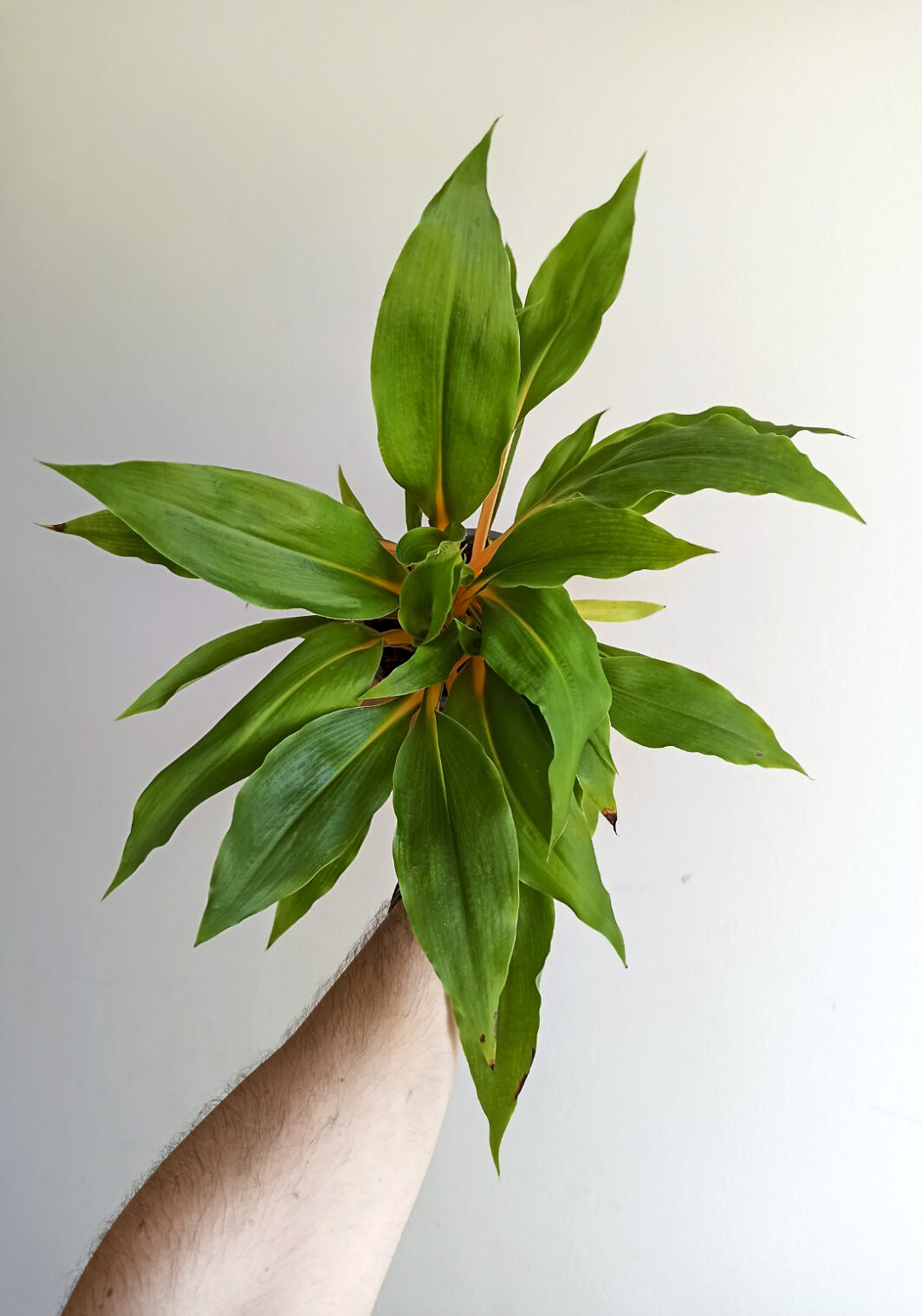 Chlorophytum orchidastrum Green Orange