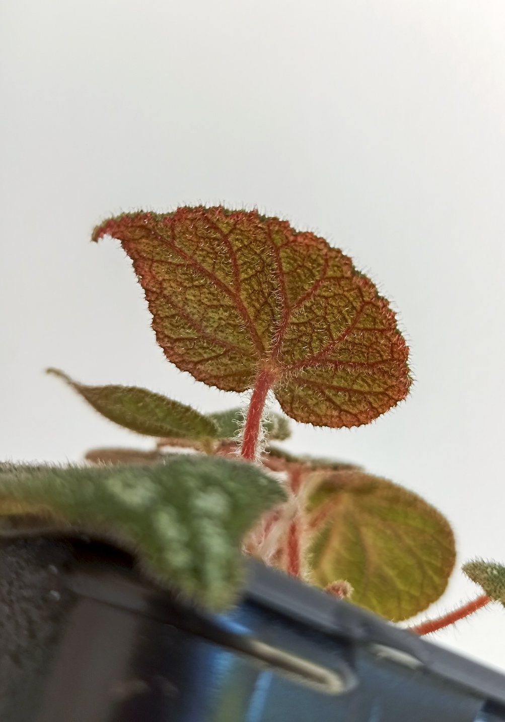 Begonia filiformis red