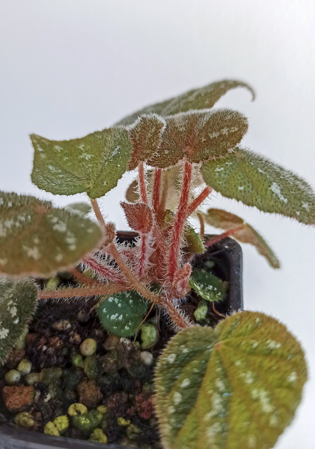 Begonia filiformis red